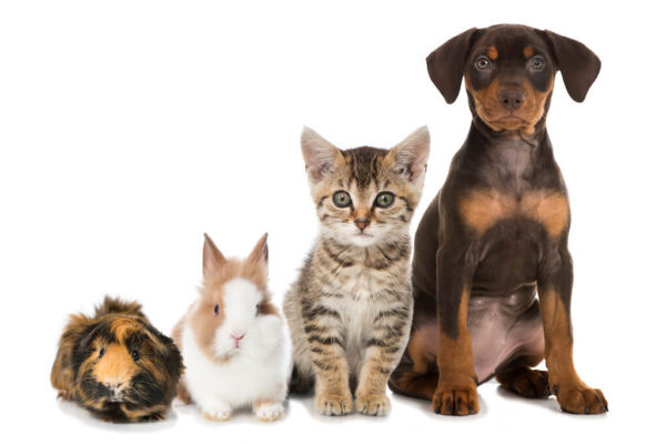 VitaZapper Bioresonanz Frequenzen für Tiere Hund und Katze